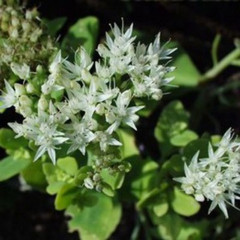 Sedum spectabile 'Iceberg'