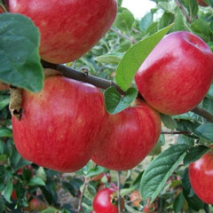 Apple - Norfolk Royal