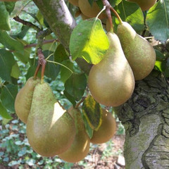 Pear - Conference