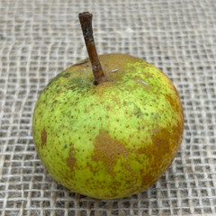 Pear - Hartpury Green