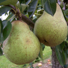 Pear - William's Bon Cretien