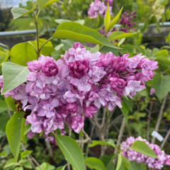 Syringa vulgaris 'Paul Deschanel'