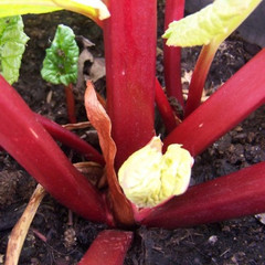 Rhubarb - Brandy Carr Scarlet