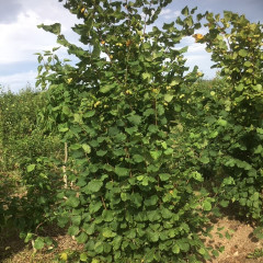 Cobnut - Cosford Cob