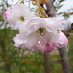 Prunus 'Shogetsu'
