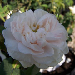 Rosa 'Alba Maxima'