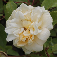 Rosa 'Alister Stella Gray'