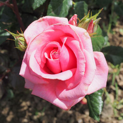 Rosa 'Andrea Stelzer'