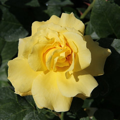 Rosa 'A Rose for Ryedale'