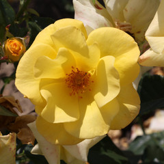 Rosa 'Arthur Bell'