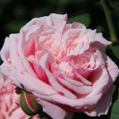 Rosa 'Blossomtime'