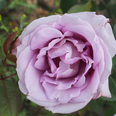 Rosa 'Blue Moon'