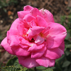 Rosa 'Bobby Charlton'