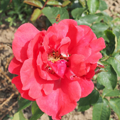 Rosa 'Bonn'