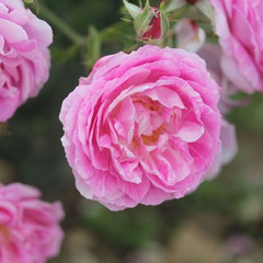 Rosa 'Bourbon Queen'