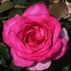 Rosa 'Buxom Beauty'
