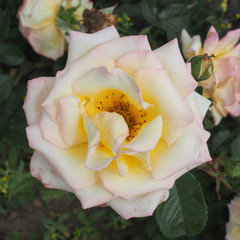 Rosa 'Caledonian'