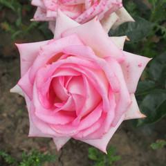 Rosa 'Catherine Cookson'