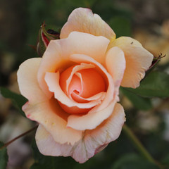 Rosa 'Chanelle'