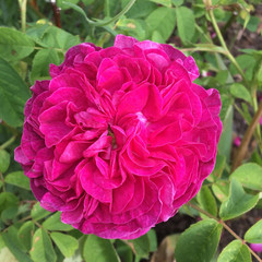 Rosa 'Charles de Mills'