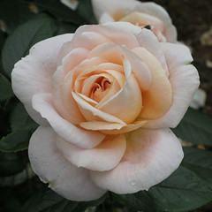 Rosa 'Champagne Moment'