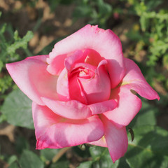 Rosa 'Columbian'