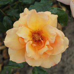 Rosa 'Copper Delight'