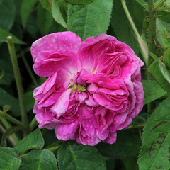 Rosa 'Darius'