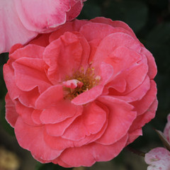 Rosa 'Dearest'