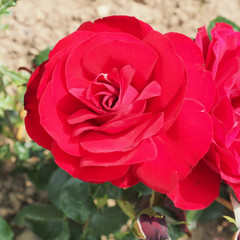 Rosa 'Dublin Bay'