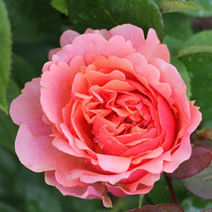 Rosa 'Duchess of Cornwall'