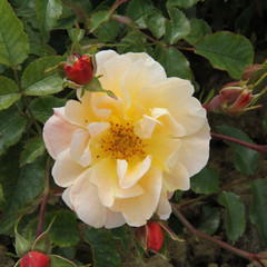 Rosa 'Flower Carpet - Amber'