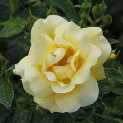 Rosa 'Flower Carpet - Gold'