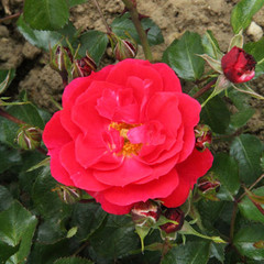 Rosa 'Flower Carpet - Ruby'