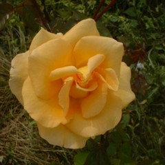 Rosa 'Glenfiddich'