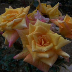 Rosa 'Golden Beryl'