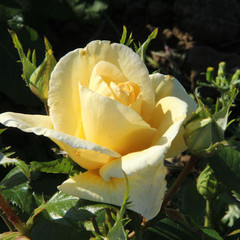 Rosa 'Golden Eureka'