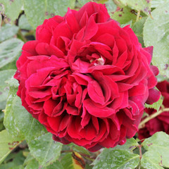 Rosa 'Highgrove'