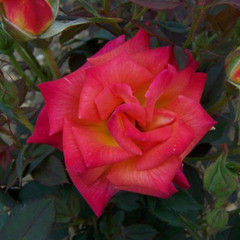 Rosa 'Hot Tamale'