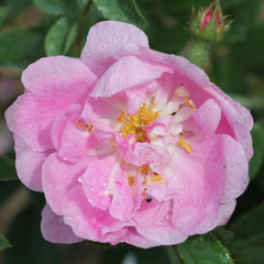 Rosa 'Hurdalsrosen'