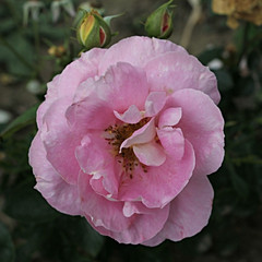 Rosa 'Jane's Rose'