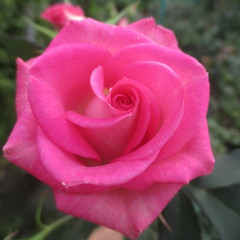 Rosa 'Joy'