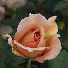 Rosa 'Julia's Rose'