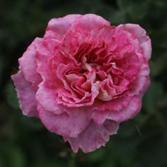 Rosa 'Kathryn'