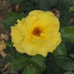 Rosa 'Korresia'