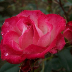 Rosa 'Kristin'