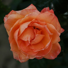 Rosa 'Lady Marmalade'