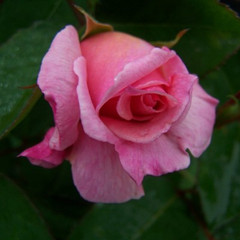 Rosa 'Lady Sylvia (Climbing)'