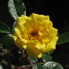 Rosa 'Laura Ford'