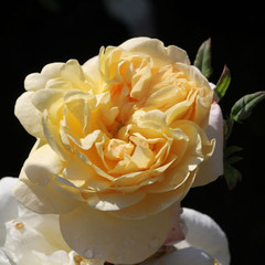 Rosa 'Lemon Blush'
